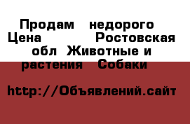 Продам   недорого › Цена ­ 5 000 - Ростовская обл. Животные и растения » Собаки   
